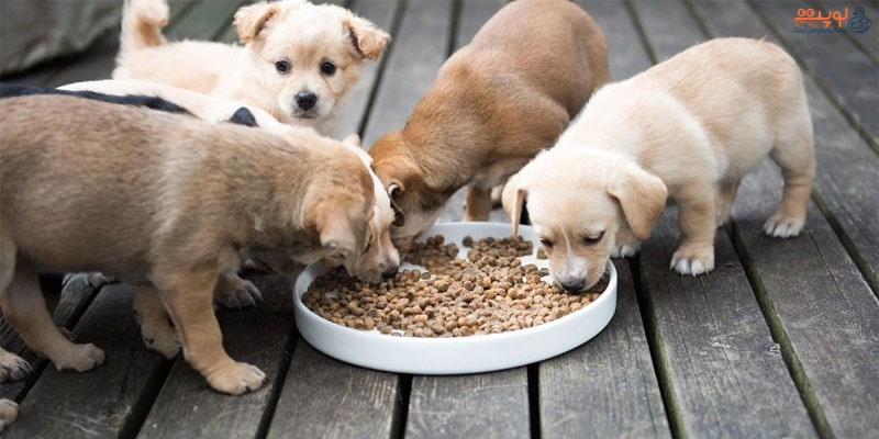 چه غذایی برای توله سگ مناسب هست ؟