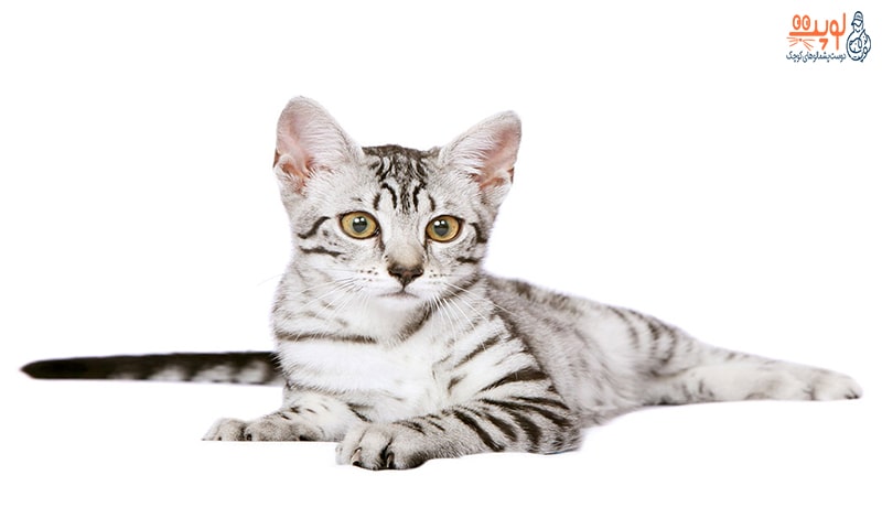 معرفی 30 تا از بهترین نژادهای گربه 