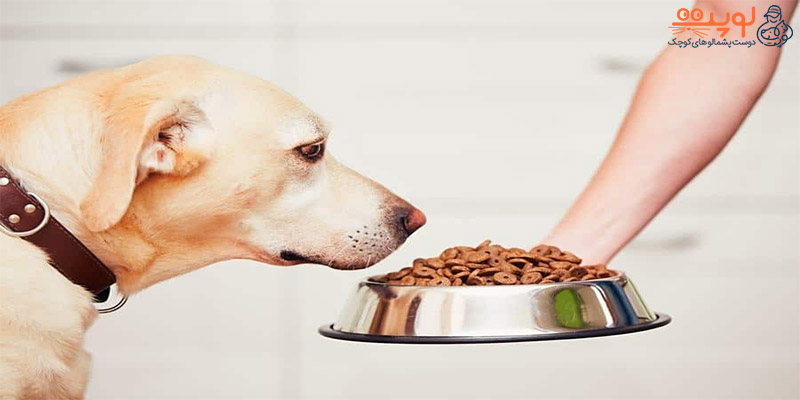 مفیدترین غذا سگ