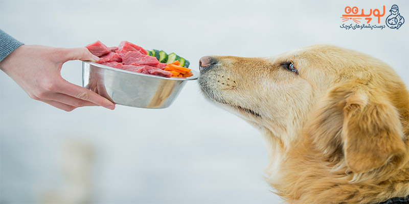 مفیدترین غذا سگ