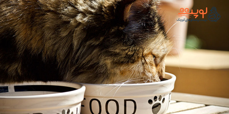 غذای گربه با کیفیت اینترنتی