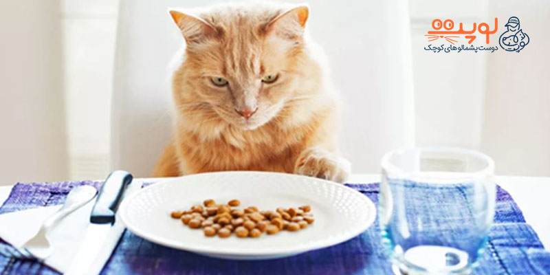 غذای گربه با کیفیت