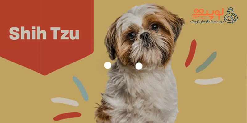 نگهداری از سگ شیتزو
