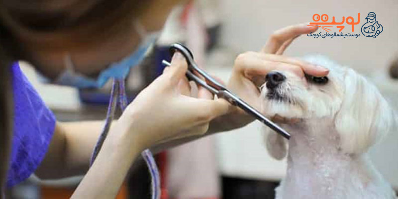 نگهداری سگ در خانه-کوتاه کردن موهای سگ توسط دامپزشک