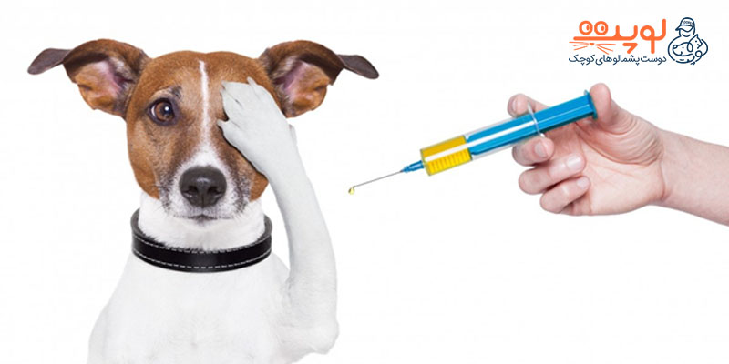 واکسن مخصوص سگ