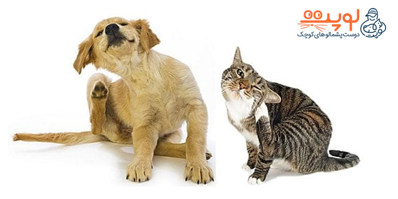 حساسیت در حیوانات خانگی3
