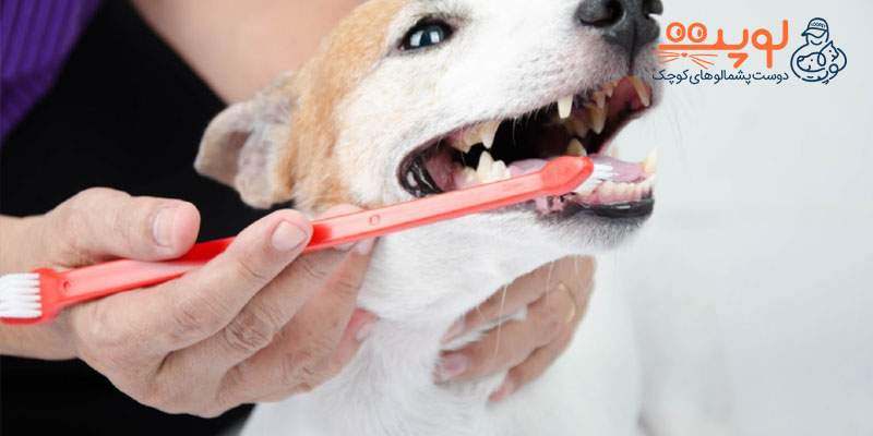 نگهداری دندان سگ ها