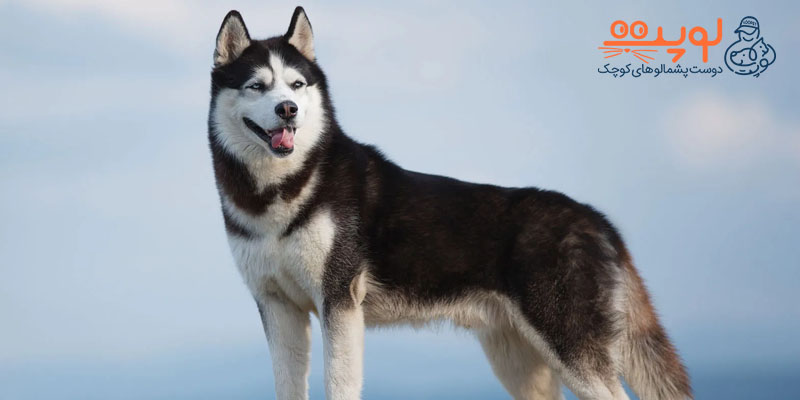 سگ هاسکی آلاسکایی
