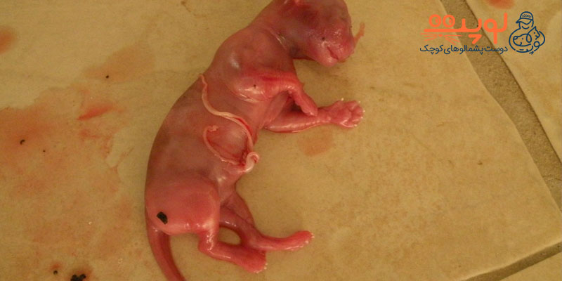 علائم سقط جنین گربه