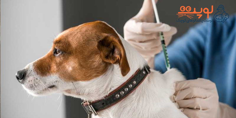 واکسیناسیون برای پیشگیری از هاری در سگ