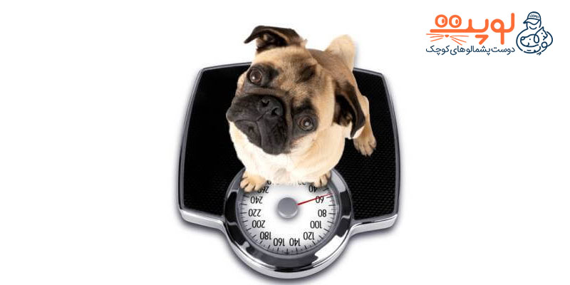 کم کردن وزن سگ، کاهش وزن سگ