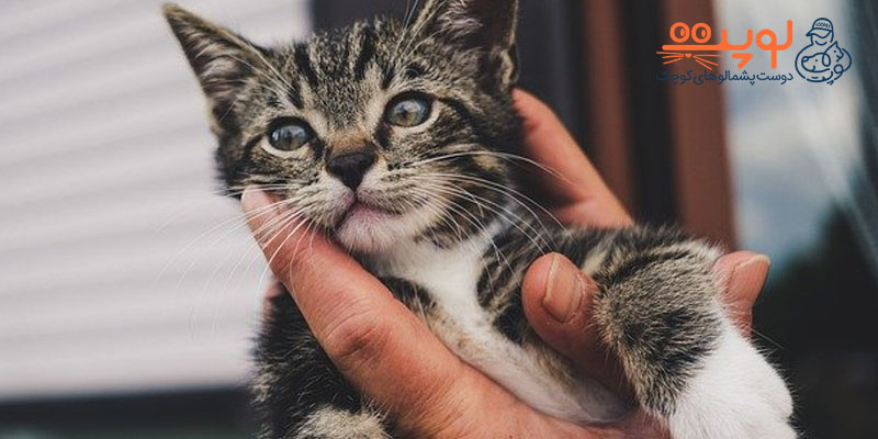 5 علامت معروف وسواس در گربه ها و درمان آن