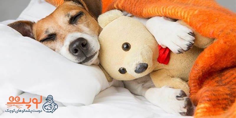 7 نکته مراقبت از سگ در زمستان و سرما را بشناسید
