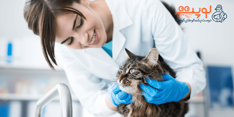 تشخیص شپش در گربه ها