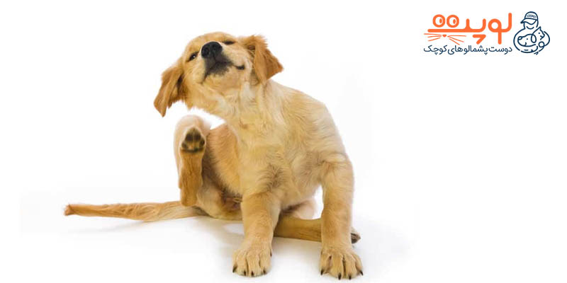 درمان خارش در سگ ها: ۷ درمان خانگی آسان