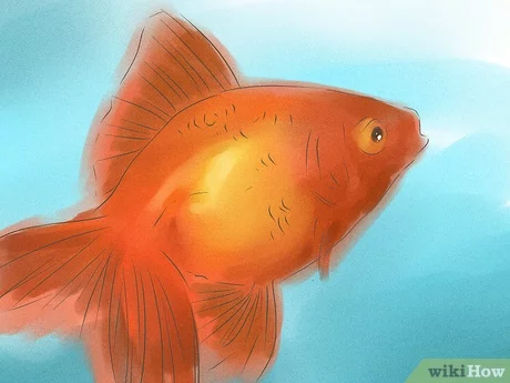 جنسیت ماهی قرمز ماده