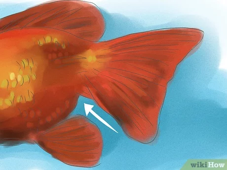 جنسیت ماهی قرمز نر2