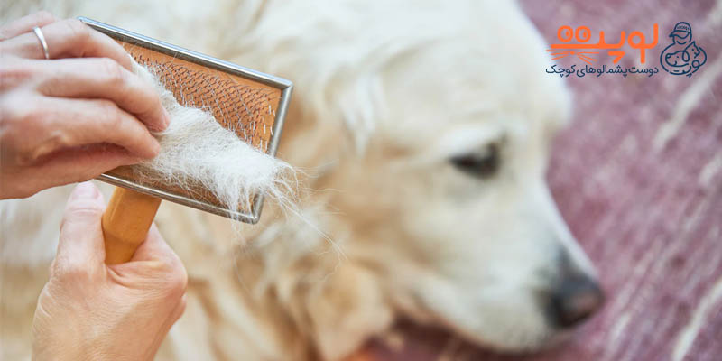 راهکارها برای کاهش ریزش موی سگ