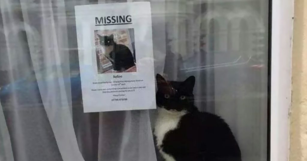 پیدا کردن گربه گمشده2